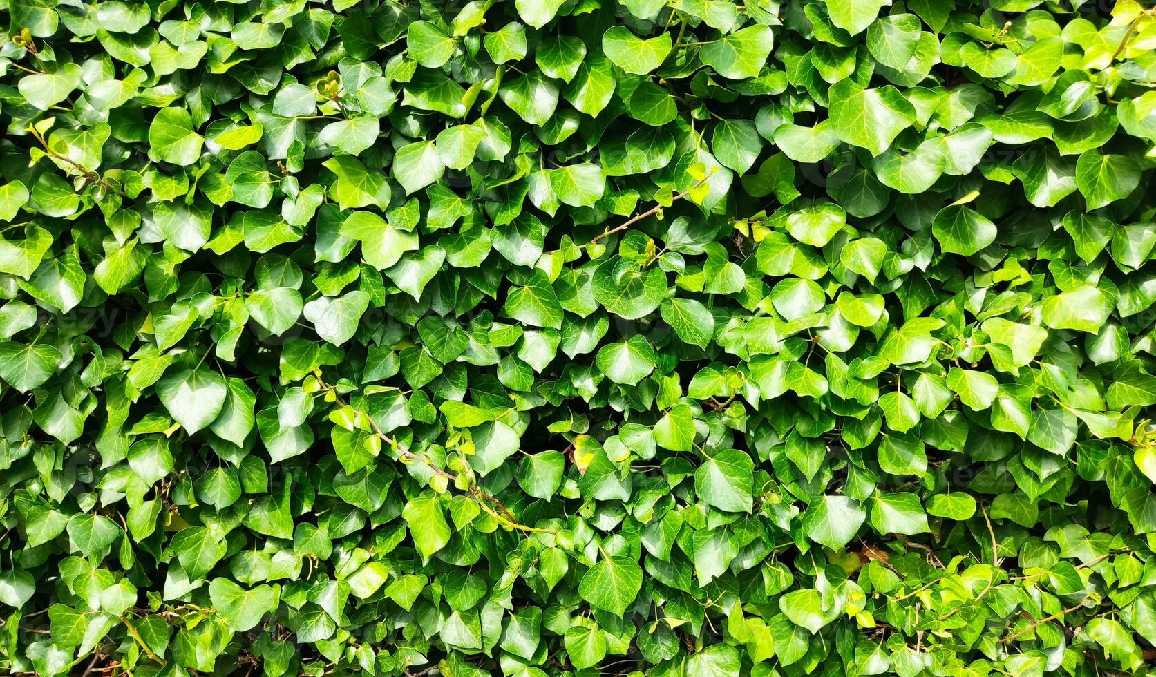 Backdrop and texture of green leaves of natural wall photo
