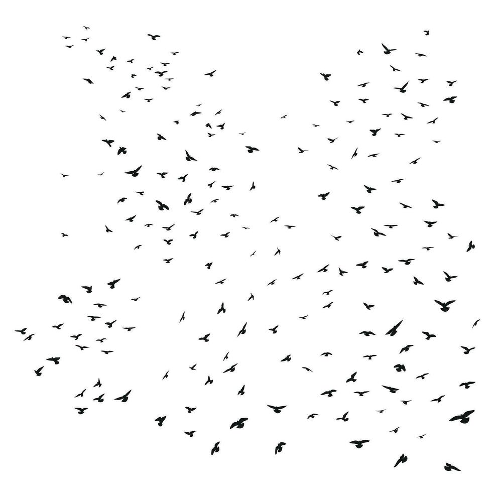 Silhouette sketch of a flock of flying birds, flight in different positions. Takeoff, flying, flight, flutter, hover, soaring, landing vector