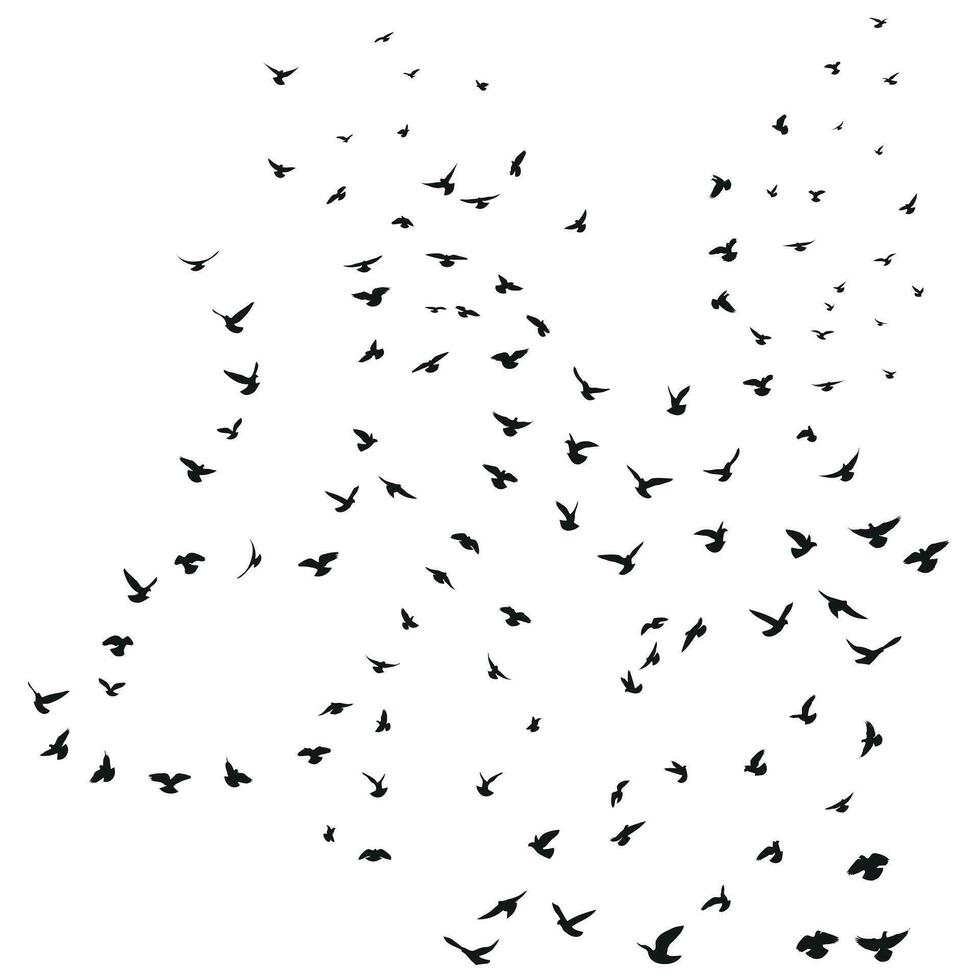 Sketch drawing of a silhouette of a flock of birds flying forward, cling together. Takeoff, flying, flight, flutter, hover, soaring, landing vector