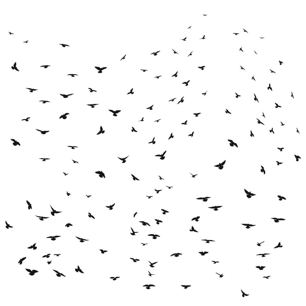 Sketch drawing of a silhouette of a flock of birds flying forward, cling together. Takeoff, flying, flight, flutter, hover, soaring, landing vector