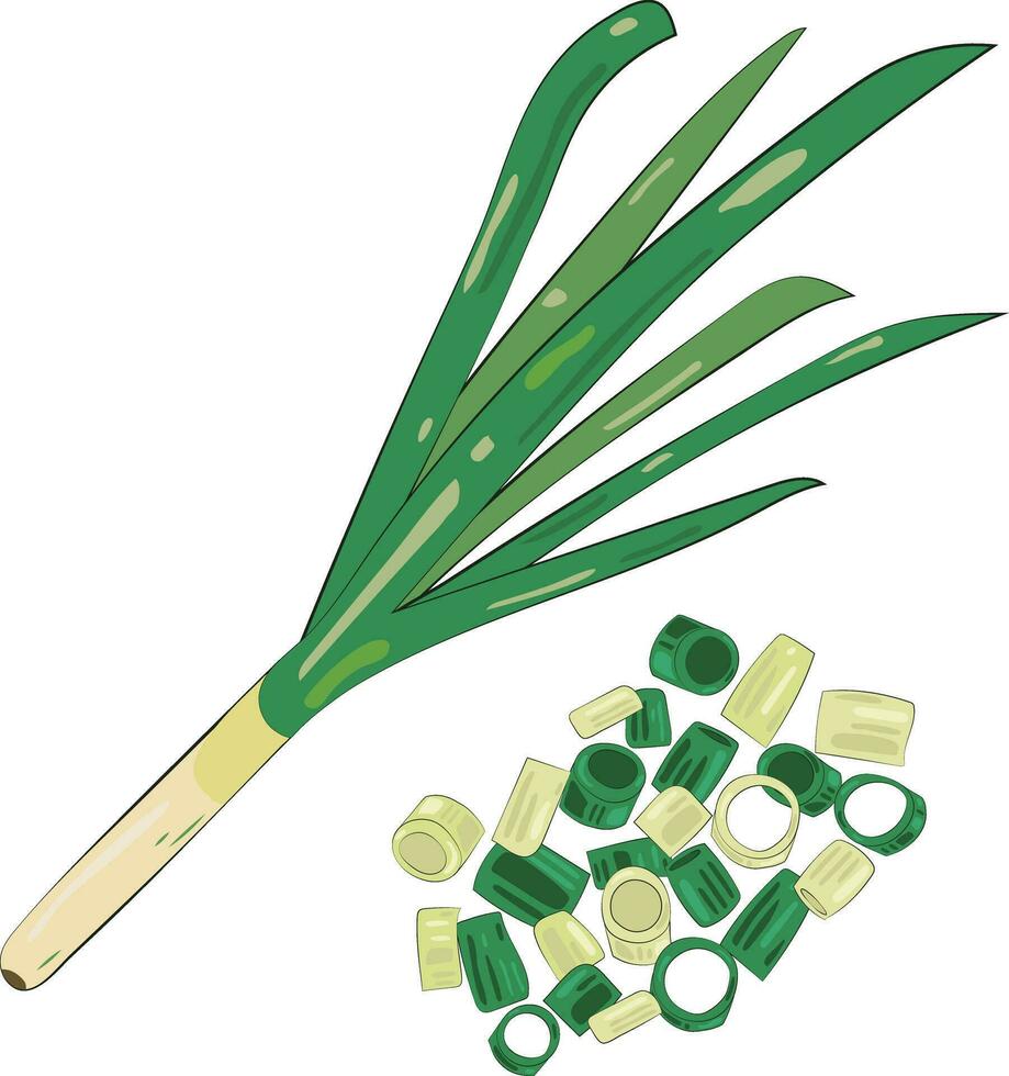 Cortado verde cebolla elemento cebollín rebanadas ilustración gráfico elemento Arte tarjeta vector