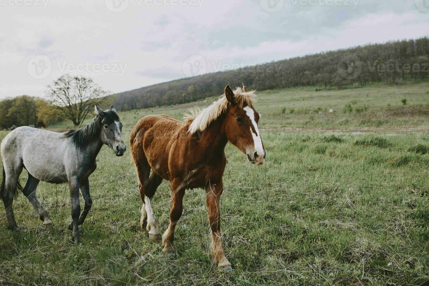 nature fields horses mammal animals landscape unaltered photo