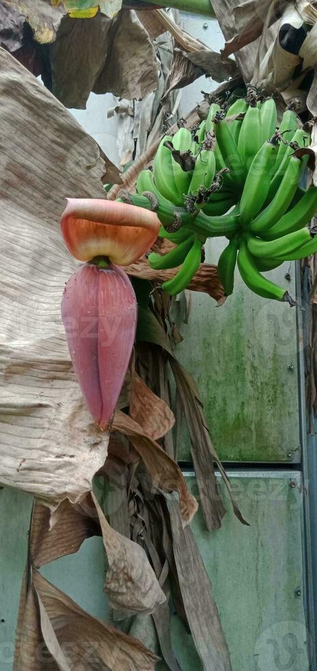 nature photography - Banana Tree blossom photo