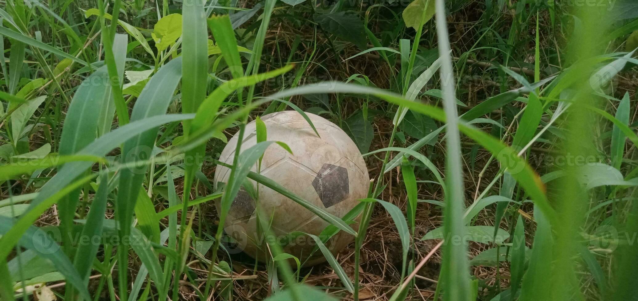 An Abandoned Old Ball in the Grass photo