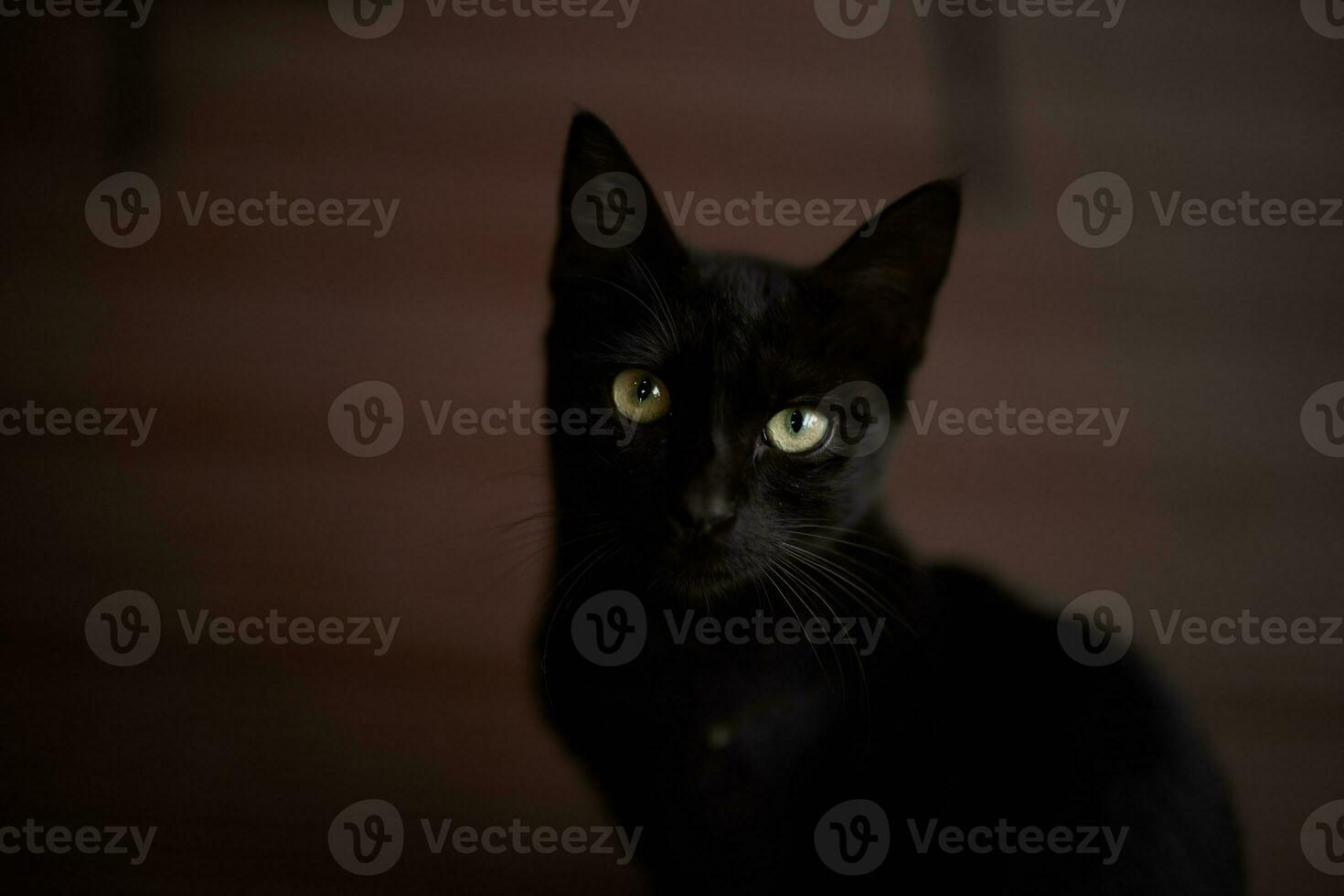 negro gato mira de cerca dentro el cámara a hogar en contra el piso foto