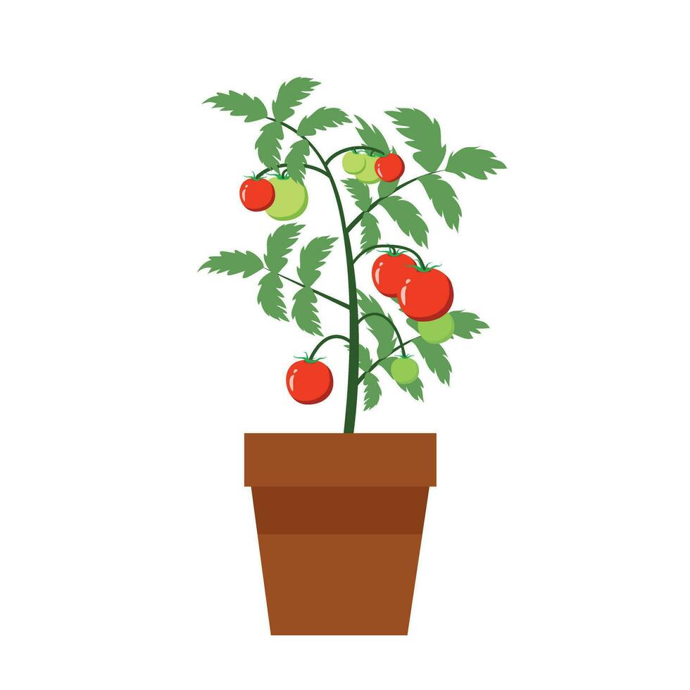 Tomato plant in a pot isolated, food and gardening concept vector