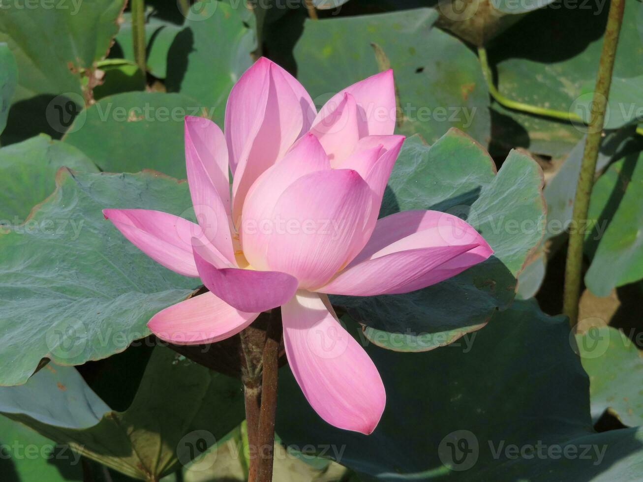 Lotus flower and lotus leaves photo