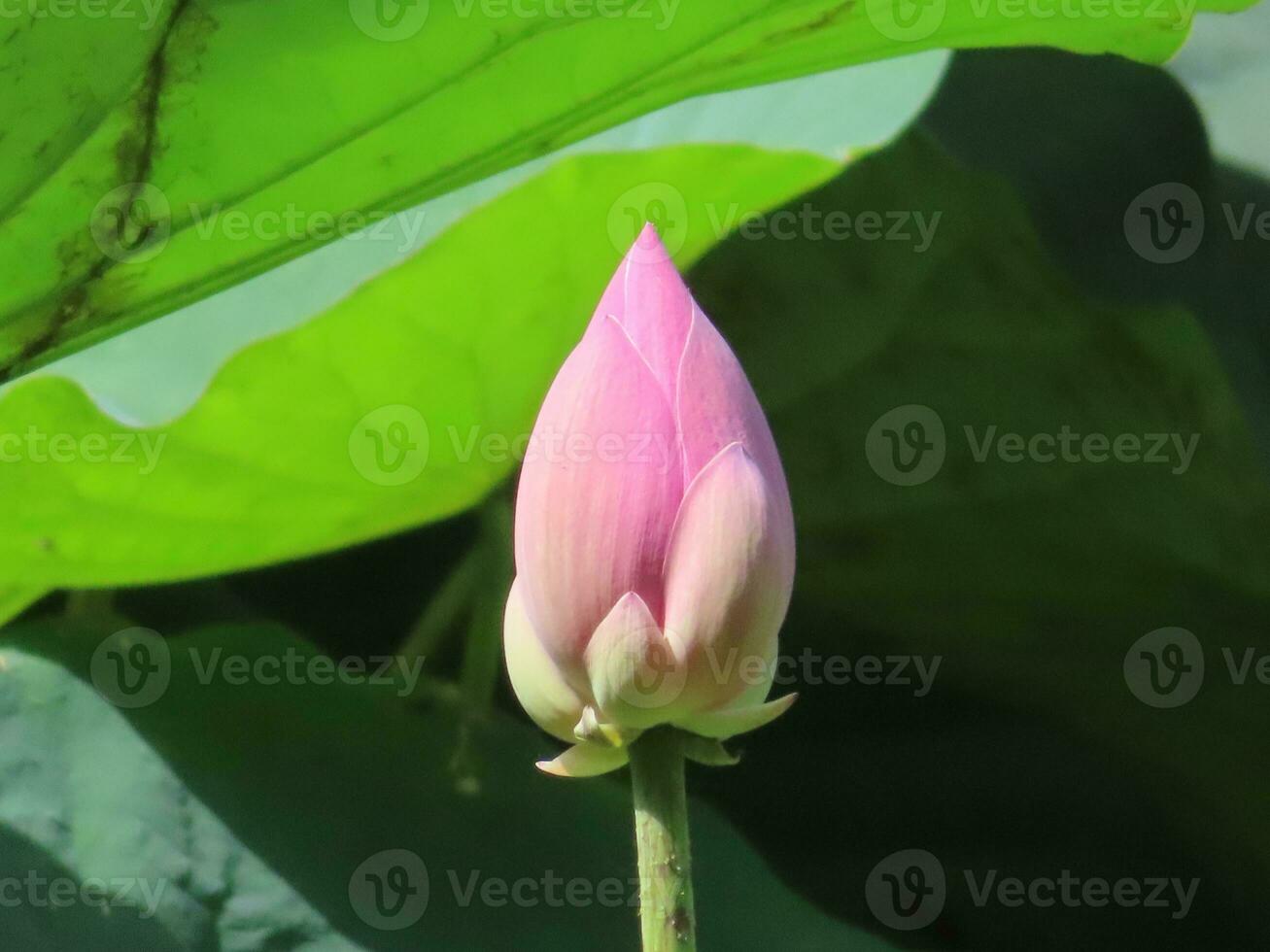 en ciernes loto flor brotes foto