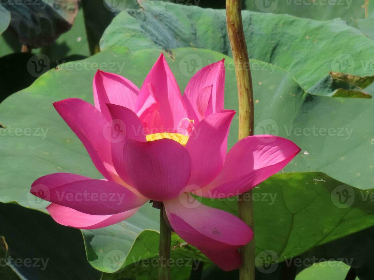 Lotus flower and lotus leaves photo