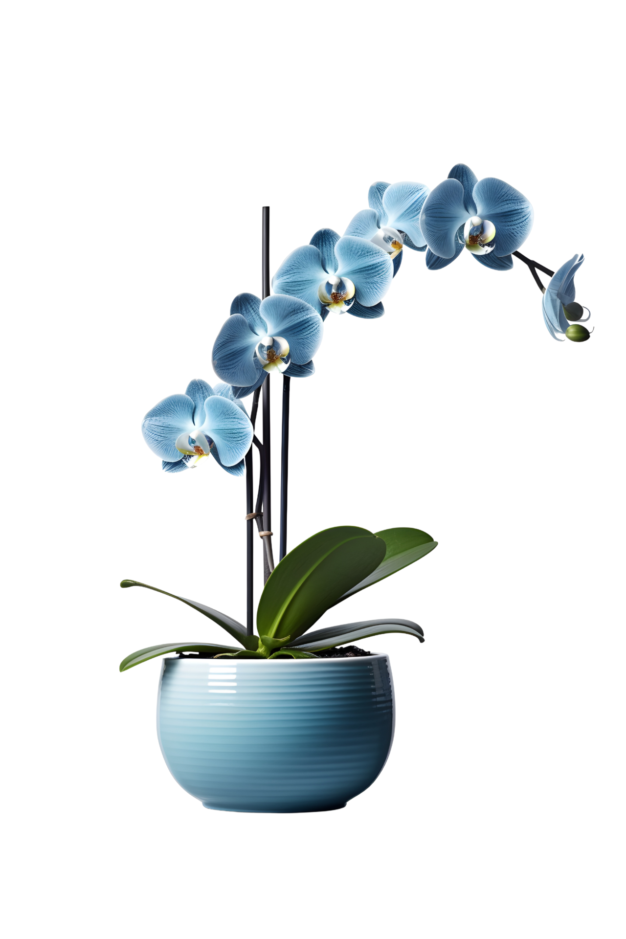 Beautiful blue orchid flower in ceramic pot. ai generated 25727794 PNG