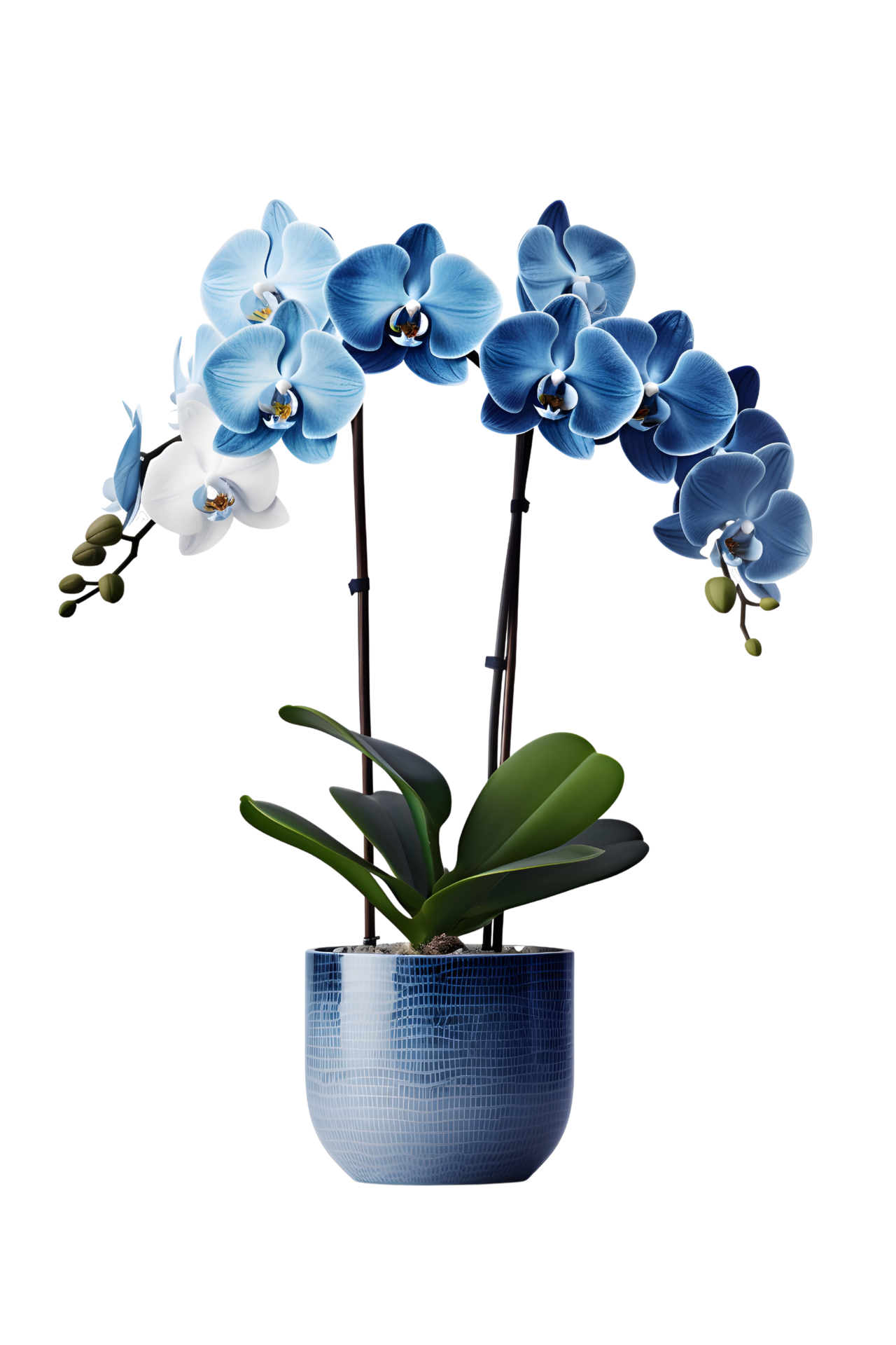 Beautiful blue orchid flower in ceramic pot. ai generated 25727803 PNG
