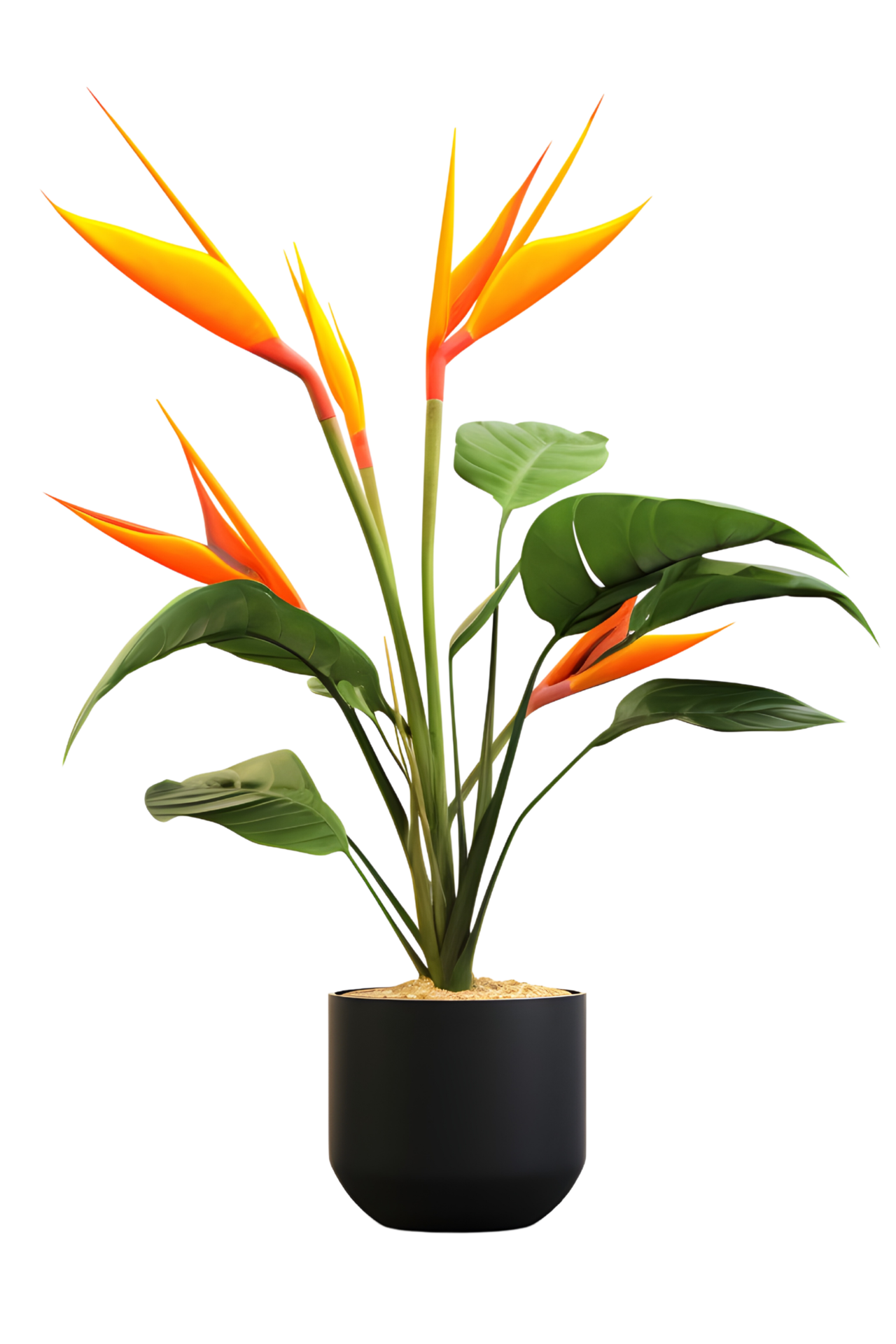 bird of paradise plant on pot. Strelitzia. ai generated 25727821 PNG