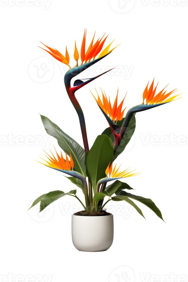 bird of paradise plant on pot. Strelitzia. 25727833 PNG
