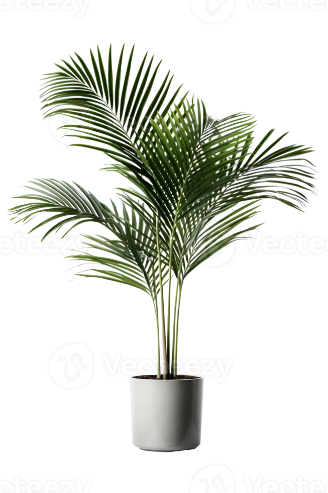 Kentia palm tree on ceramic pot. ai generated png