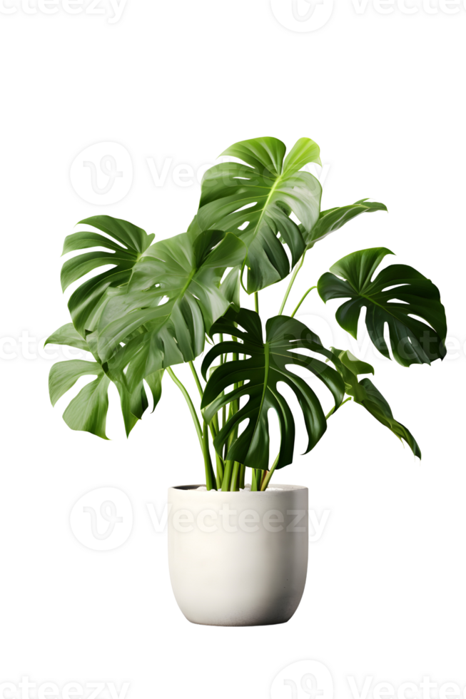 Monstera plant on ceramic pot. ai generated png