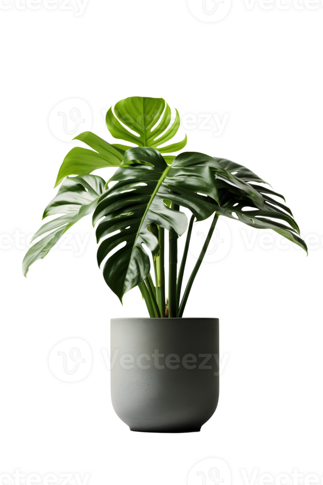 Monstera plant on ceramic pot. ai generated png