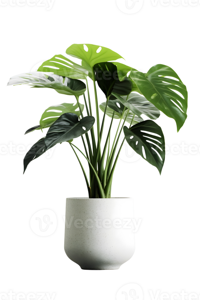 Monstera plant on ceramic pot. ai generated png