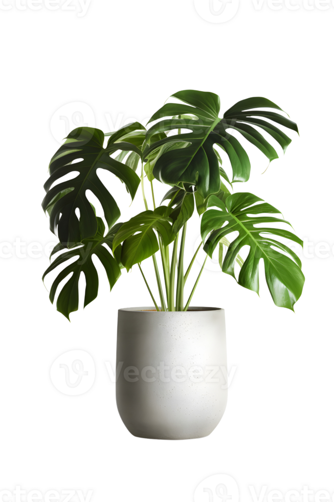 Monstera plant on ceramic pot. ai generated png