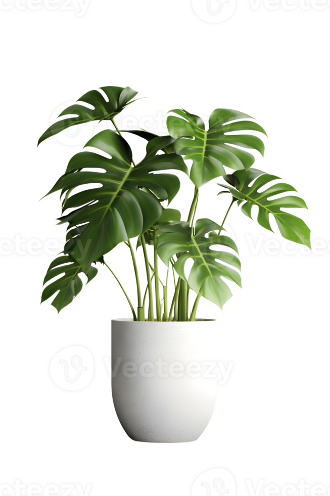 Monstera plant on ceramic pot. ai generated png