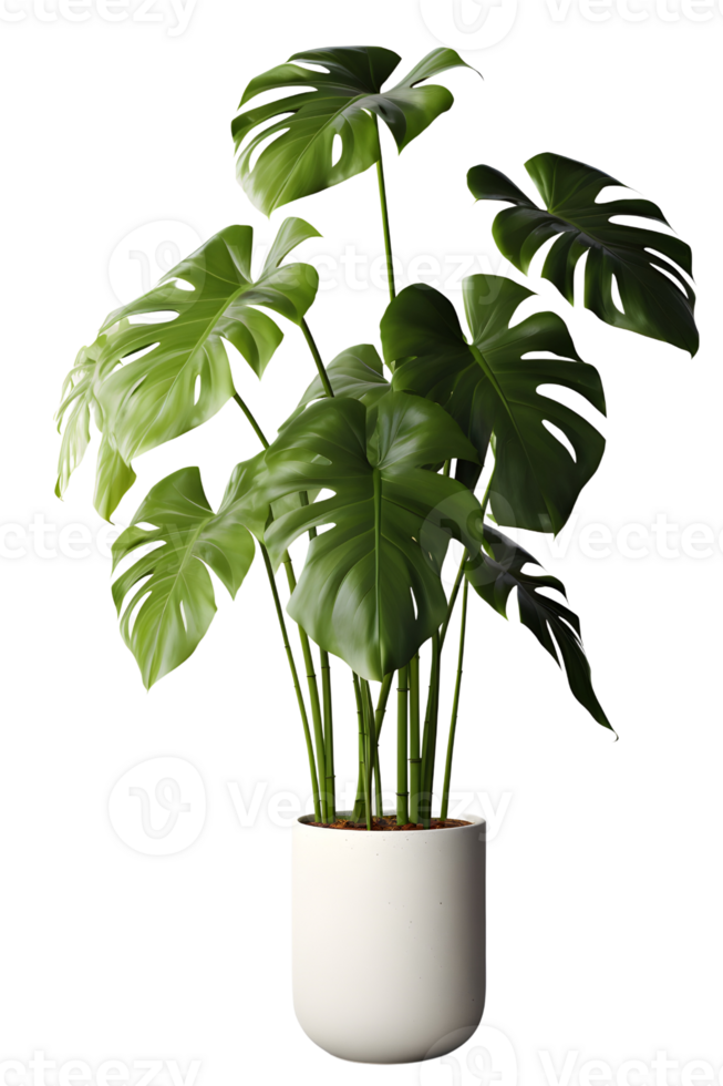 Monstera plant on ceramic pot. ai generated png