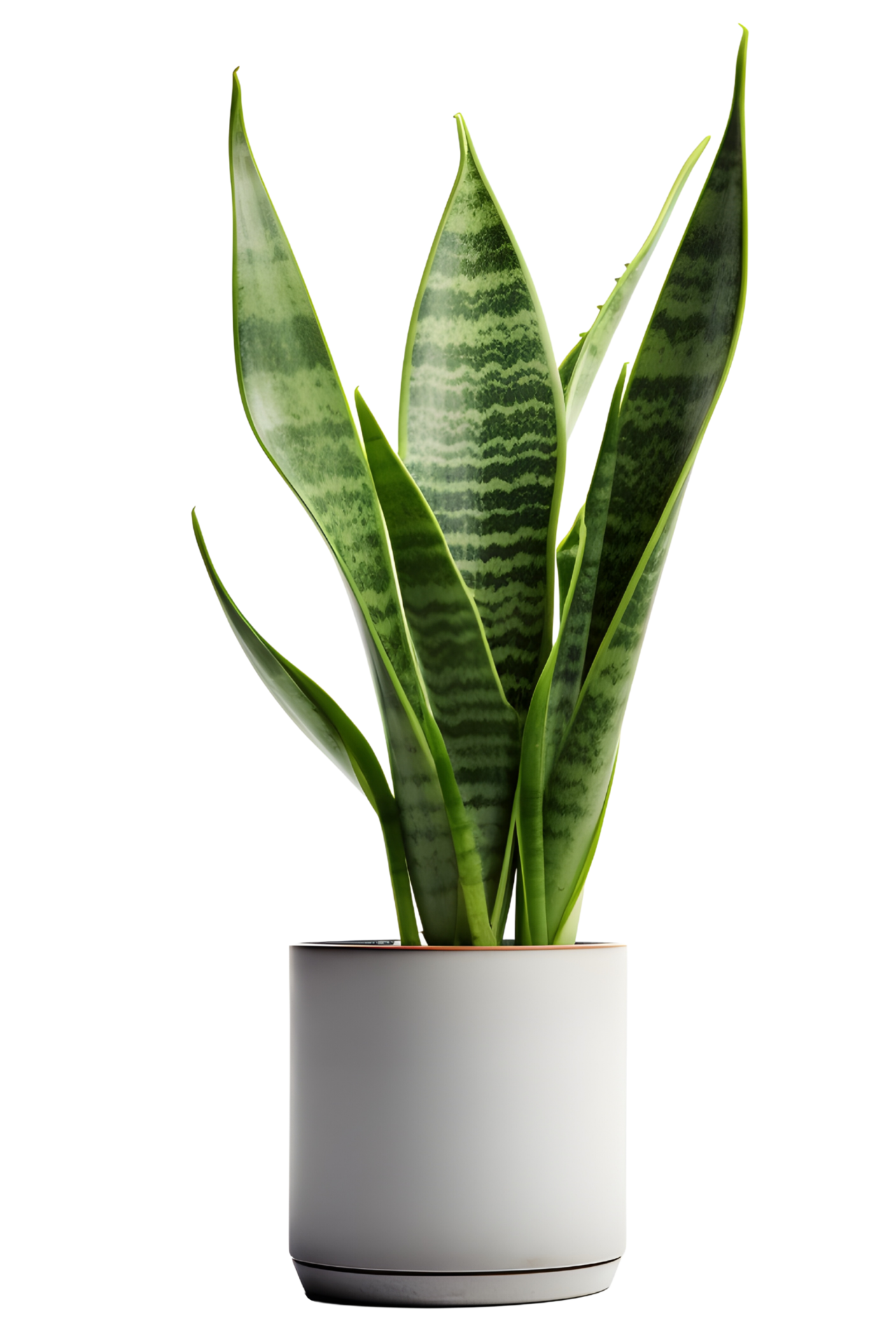 Sansevieria plant on ceramic pot, snake plant. ai generated 25727881 PNG