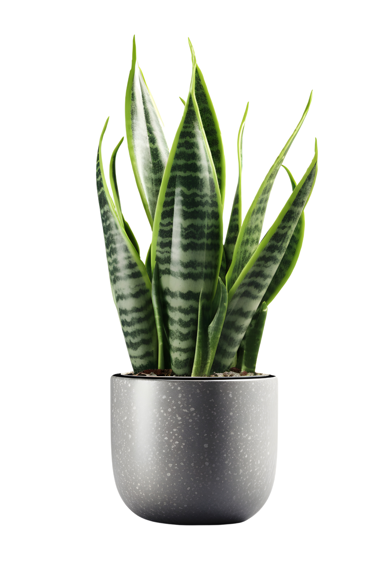 Sansevieria plant on ceramic pot, snake plant. ai generated 25727884 PNG