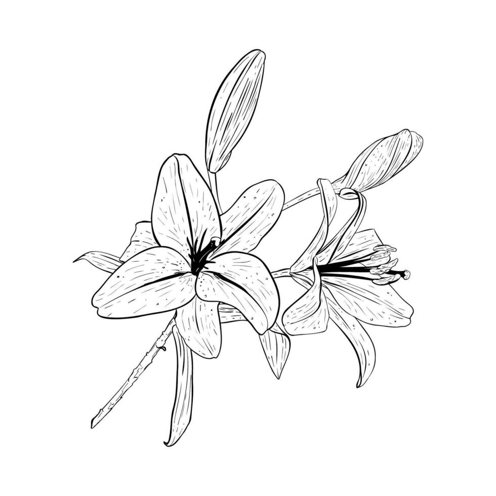 Vector illustration of branch of a blooming lily and two buds. Black outline of petals