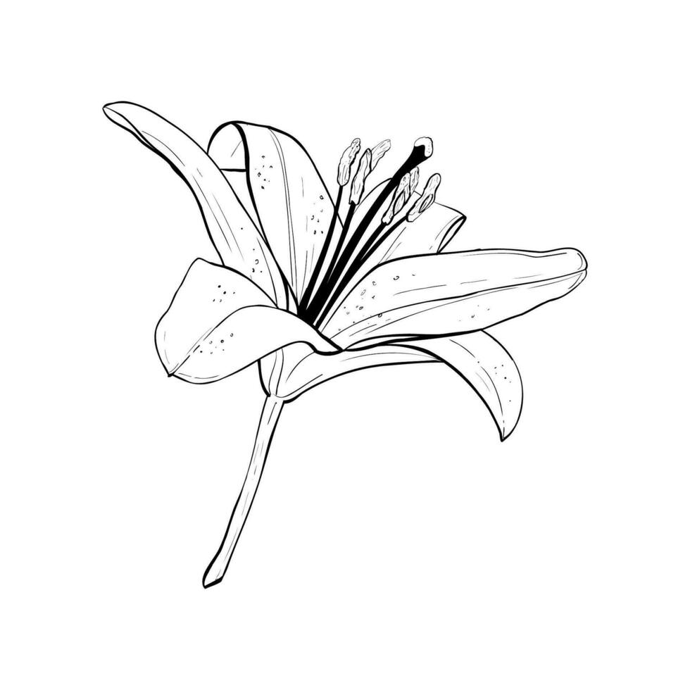 Vector illustration of lily flower in full bloom. Black outline of petals