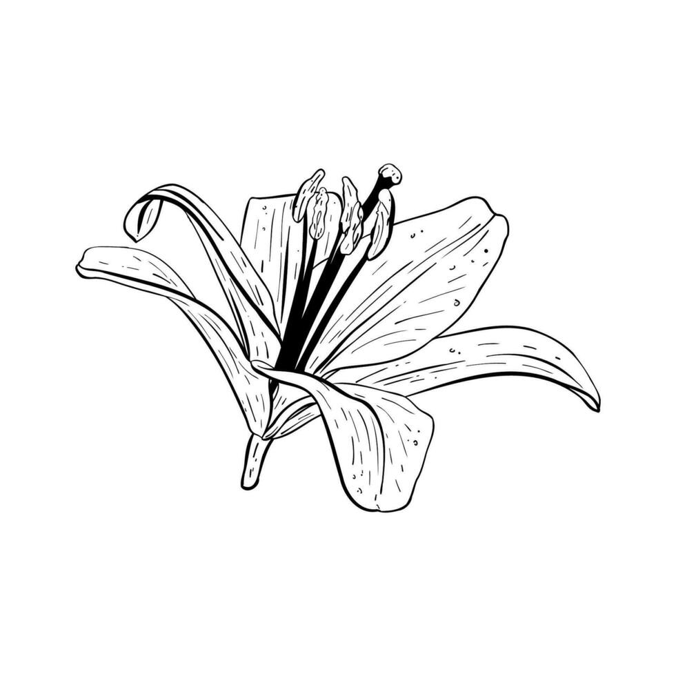 Vector illustration of lily flower in full bloom. Black outline of petals