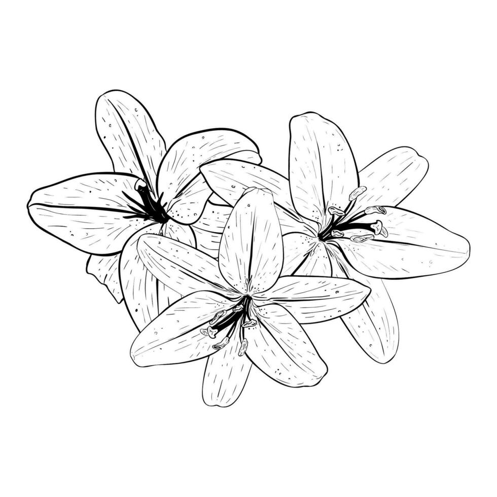 Vector illustration of three lily flowers in full bloom looking to us. Black outline of petals