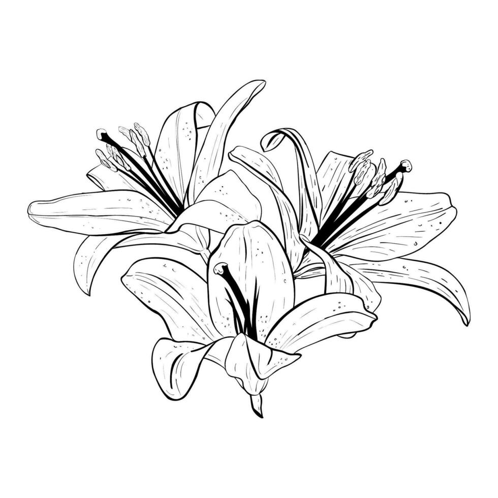 Vector illustration of lily flowers heads in full bloom. Black outline of petals