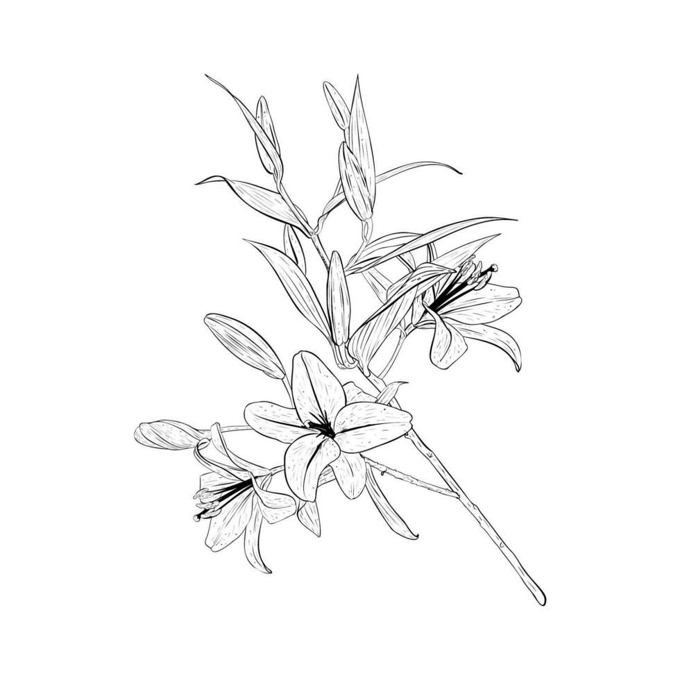 Vector illustration of big branch of a blooming lily. Black outline of petals