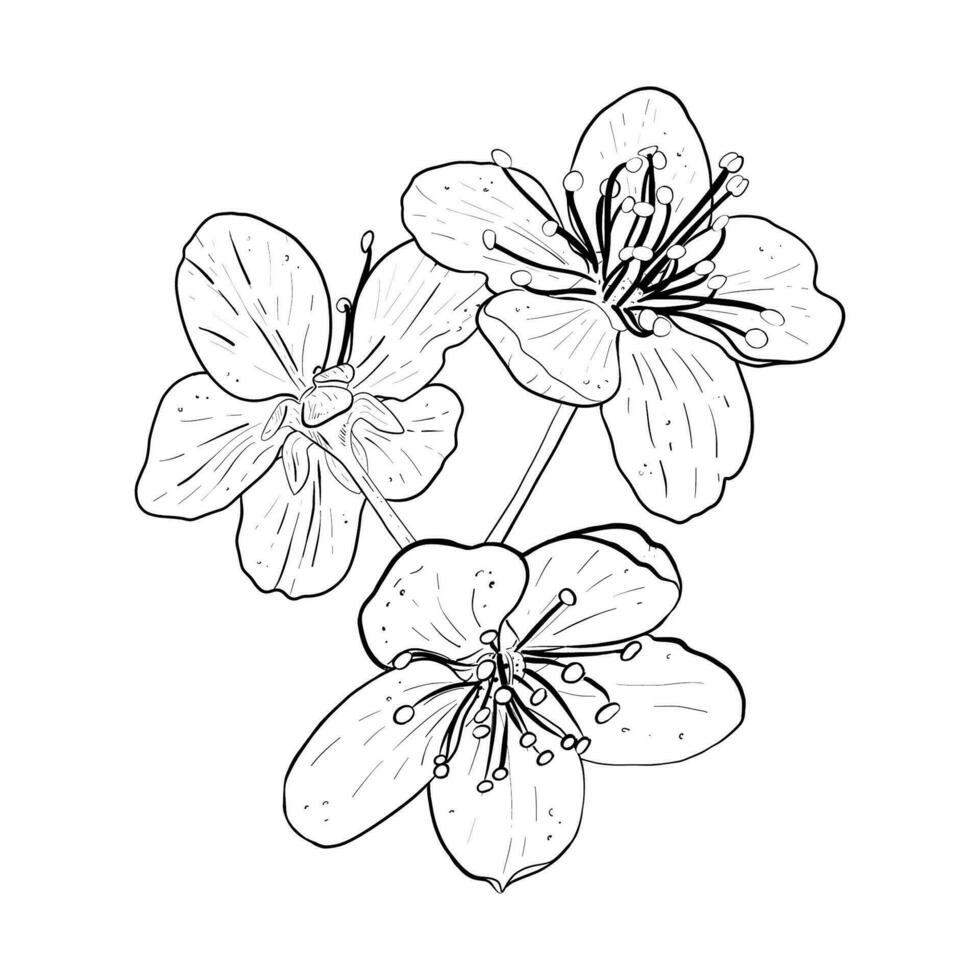 Vector illustration of group of flowers of cherry, sakura, apple, plum, wild cherry plum, bird cherry. Black outline of petals and stems, graphic drawing. For cards, composition, printing, stickers