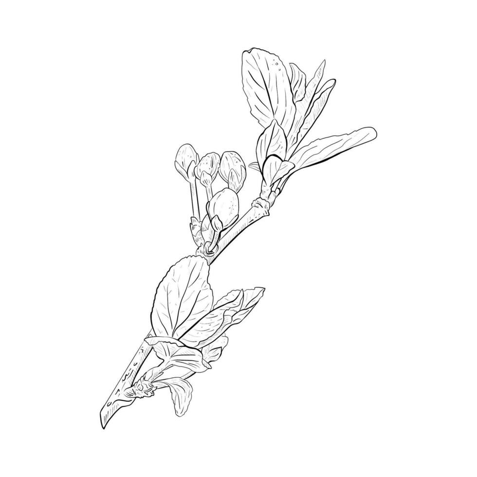 Vector illustration of blooming-ready branch of cherry, sakura, apple, plum, wild cherry plum, bird cherry, pear. Realistic black outline of buds, stems and leaves, graphic drawing. For print, sticker