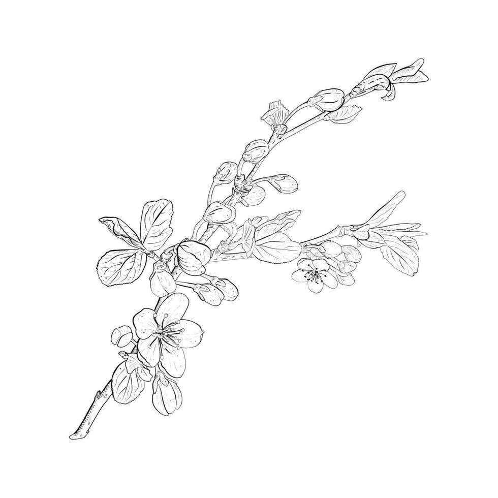 Vector illustration of blooming branches of cherry, sakura, apple, plum, wild cherry plum, bird cherry. Realistic black outline of flowers, buds and leaves, graphic drawing. For cards, print, sticker