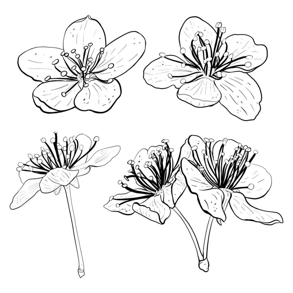 Vector illustration set of five flowers of cherry, sakura, apple, plum, wild cherry plum, bird cherry. Black outline of petals, graphic drawing. For postcard, design and composition, printing, sticker