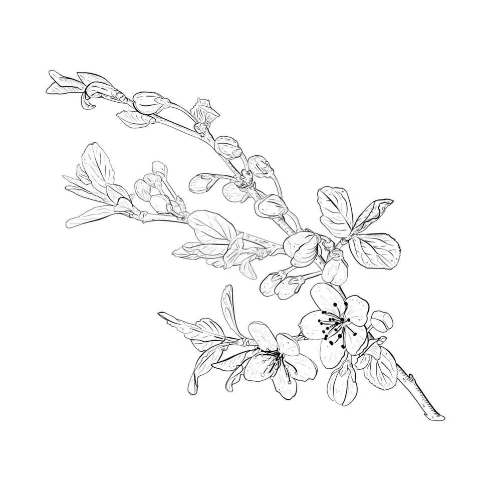 vector ilustración de floreciente ramas de cereza, sakura, manzana, ciruela, salvaje Cereza ciruela, pájaro cereza. realista negro contorno de flores, brotes y hojas, gráfico dibujo. para tarjetas, imprimir, pegatina