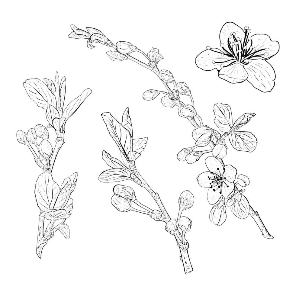Vector illustration set of blooming branches and flowers of cherry, sakura, apple, plum, wild cherry plum, bird cherry. Realistic black outline of flowers, buds and leaves, graphic drawing for sticker