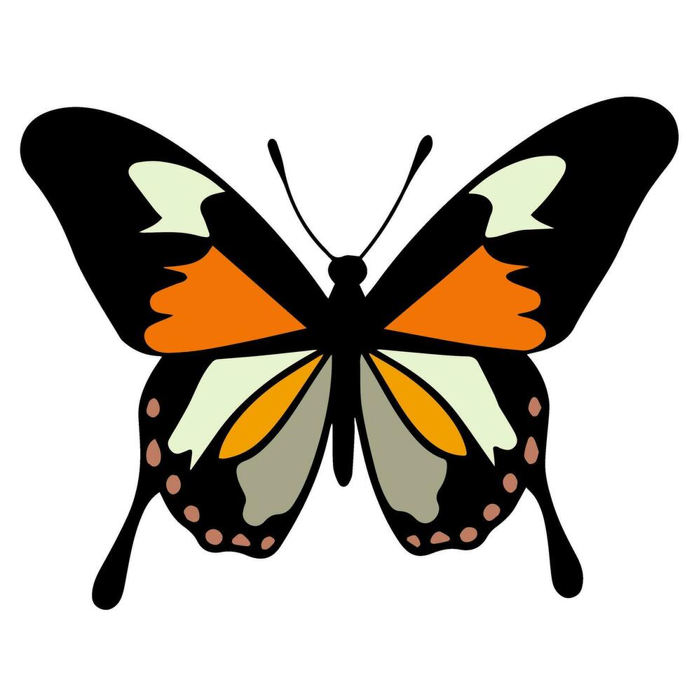 Butterfly beautiful wings, spring nature, vector illustration