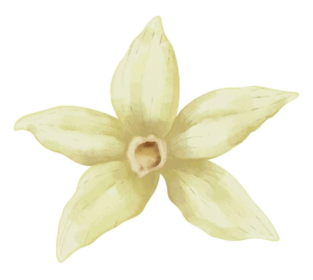 vainilla flor. acuarela mano dibujado ilustración de herbario comida especia en blanco aislado antecedentes. dibujo de floreciente beige orquídea para esencial petróleo o natural cosmético. aromático ingrediente vector