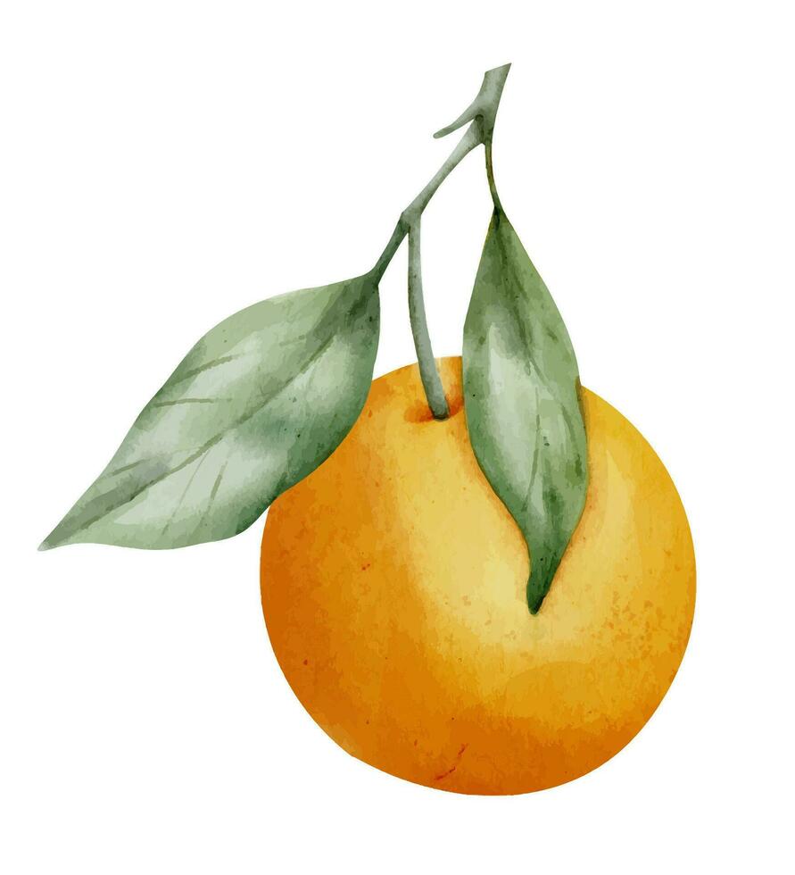 Orange Fruit Branch with leaves. Hand drawn watercolor illustration of tropical citrus Food on white isolated background. Drawing of tangerine tree for label. Sketch of juicy raw clementine for menu vector