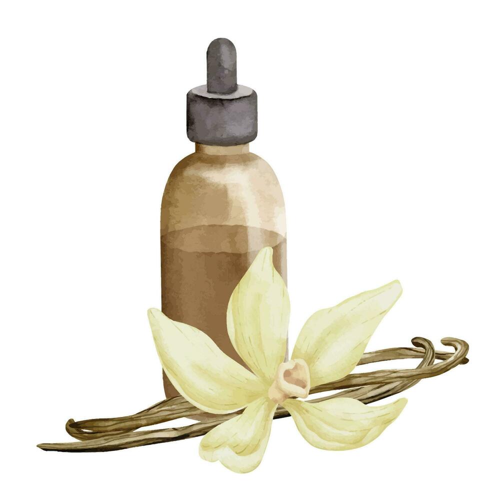 Vanilla Essential Oil. Hand drawn watercolor illustration of vintage Bottle, flower and sticks for aromatherapy on white isolated background. Drawing of old Flacon for alternative medicine vector
