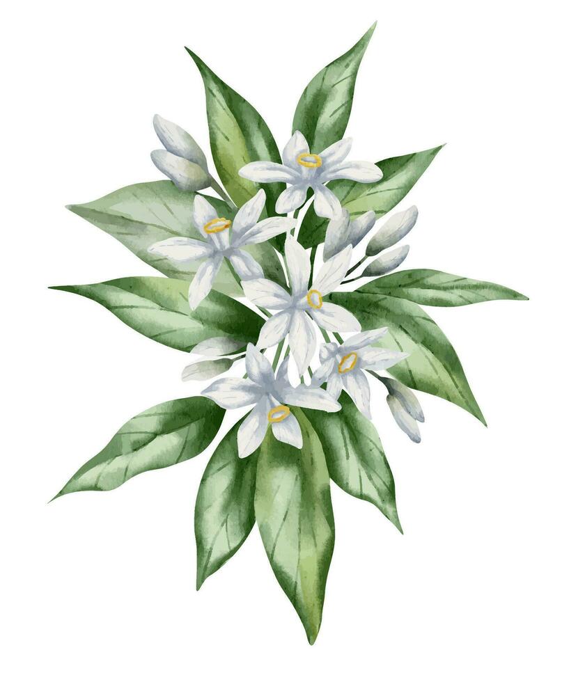 naranja Fruta flores con verde hojas. mano dibujado floral ilustración de floreciente agrios rama en blanco aislado antecedentes. botánico dibujo de Mandarina verdor y brotes para tarjetas o comida etiqueta vector