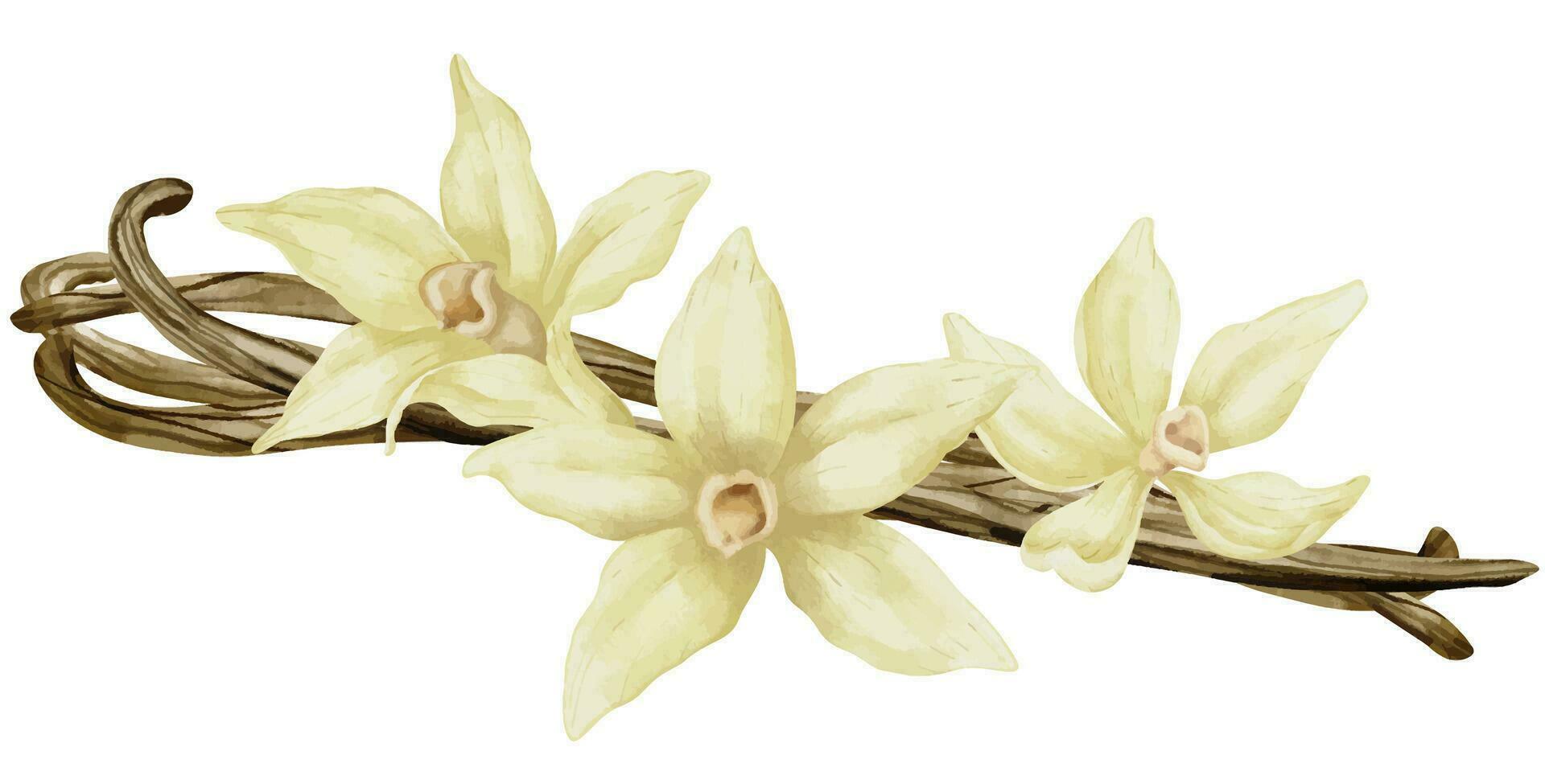 vainilla flores con palos acuarela mano dibujado ilustración de amarillo orquídea flor y vainas en blanco aislado antecedentes. dibujo de especia para Cocinando o aroma aceites bosquejo de herbario ingrediente vector