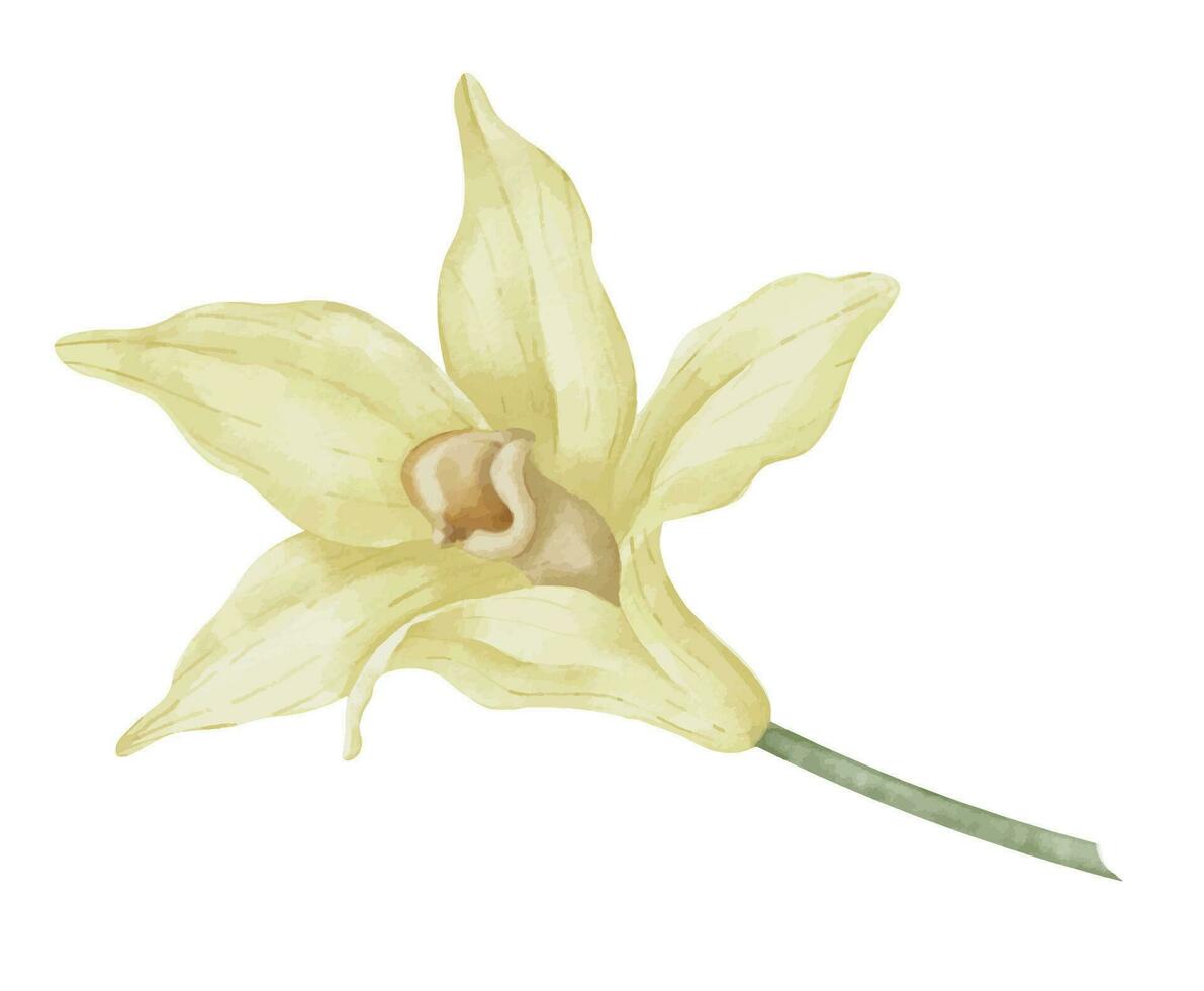 Vanilla Flower. Watercolor hand drawn illustration of herbal food spice on white isolated background. Drawing of blooming beige orchid for essential oil or natural cosmetic. Aromatic ingredient vector