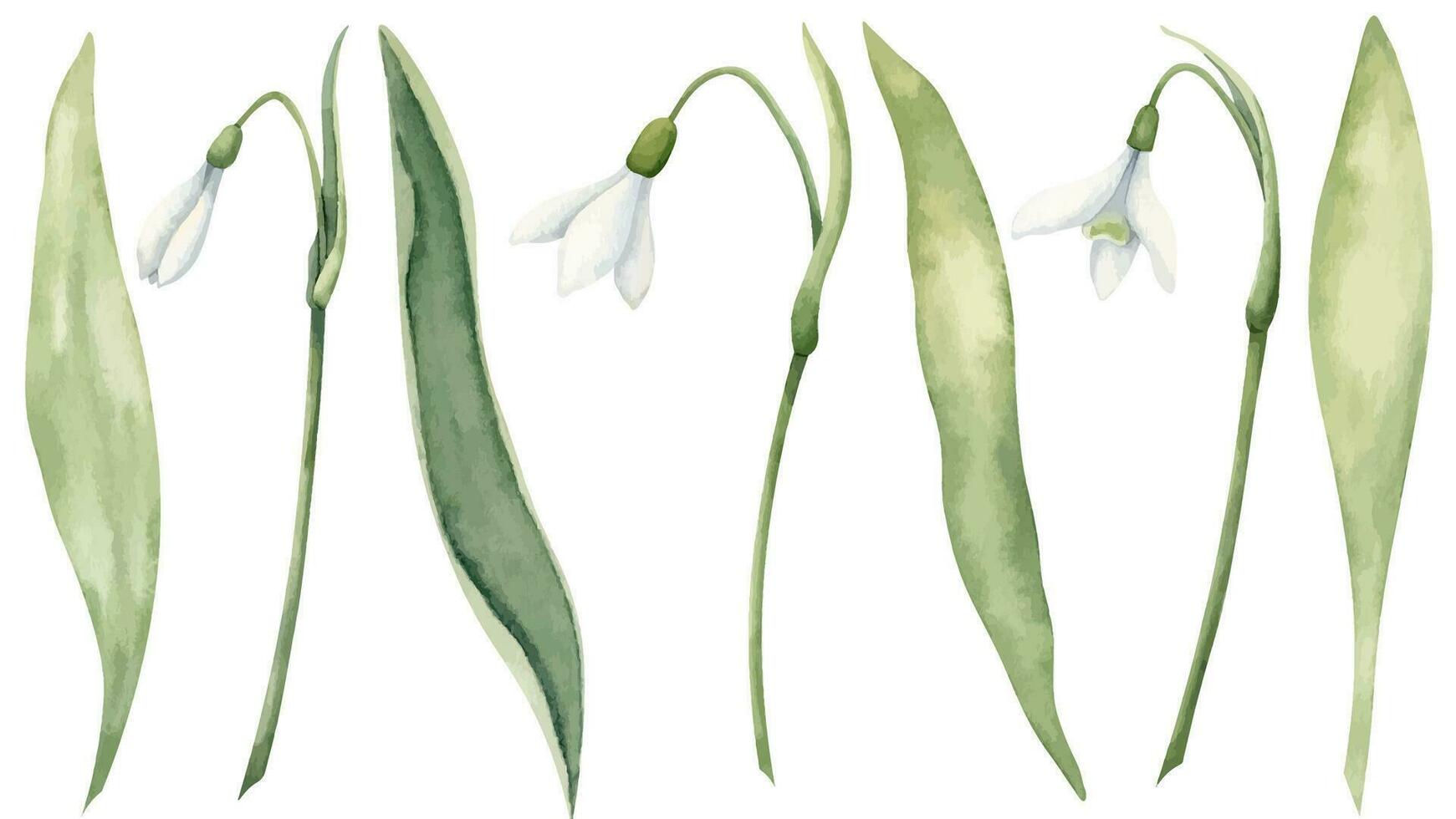 Snowdrop Flowers set with green leaves. Hand drawn watercolor illustration of spring forest wild plant on isolated white background. Botanical drawing for greeting cards or wedding invitations vector