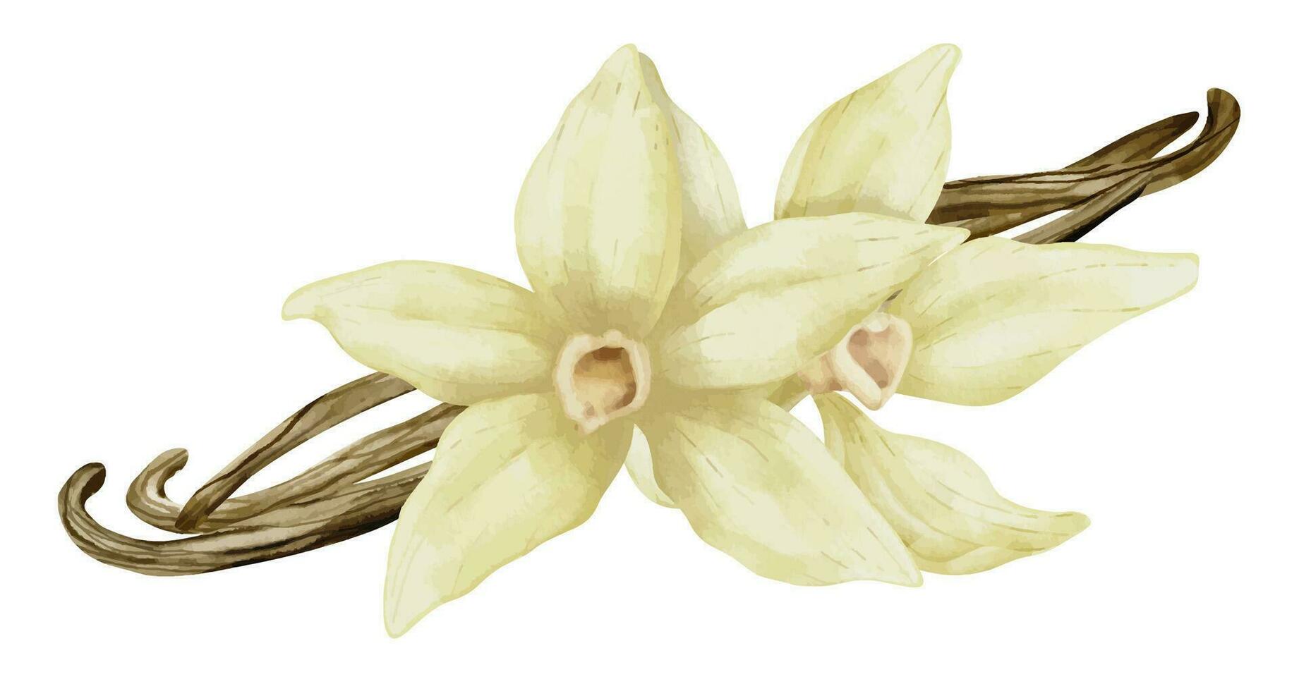Vanilla Flower with Sticks. Watercolor hand drawn illustration of yellow orchid Flower and pods on white isolated background. Drawing of spice for cooking or aroma oils. sketch of herbal ingredient vector