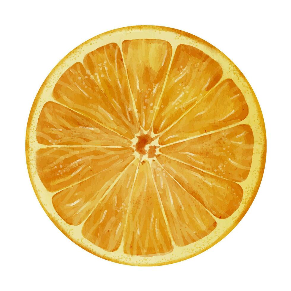 naranja redondo rebanada. mano dibujado acuarela ilustración de agrios Fresco cortar en blanco aislado antecedentes. dibujo de tropical Fruta sección para jugo etiqueta, icono o logo. bosquejo de comida pedazo vector