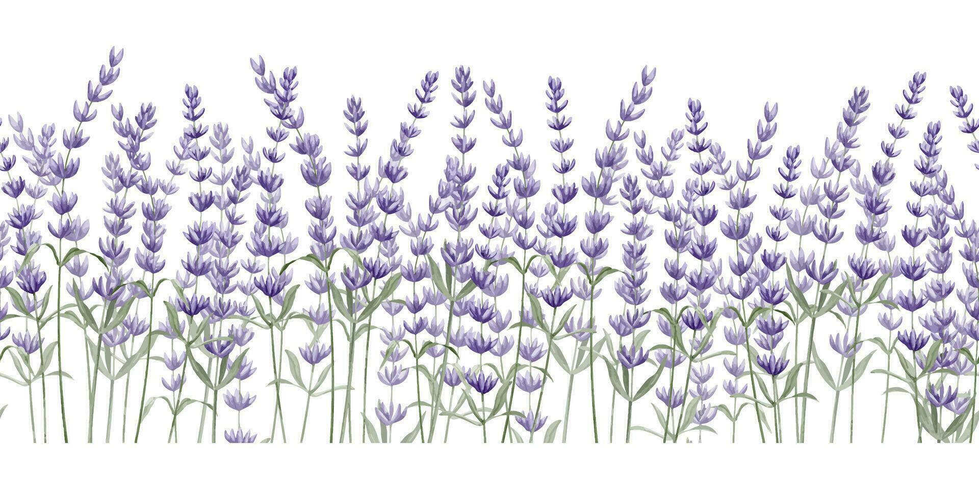 Lavender seamless Border on white isolated background. Hand drawn watercolor illustration of Provence flowers for Frames. Floral Lavandula pattern for banner or botanical design. Botanical backdrop vector