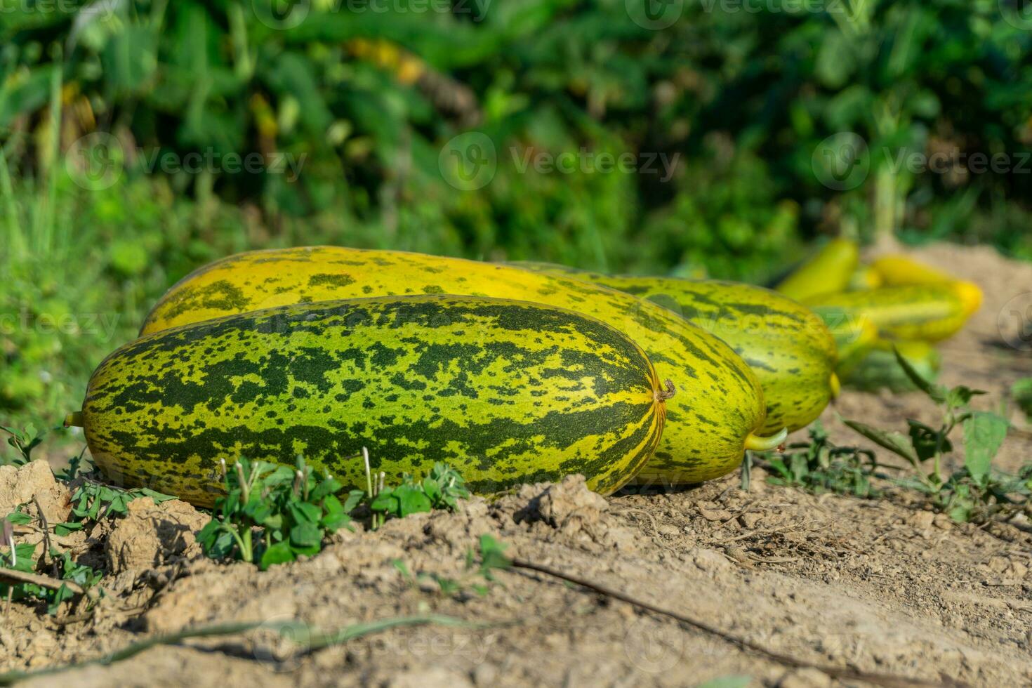 Harvesting cucumber suri. Timun suri or cucumber fruit. Popular fruit in Indonesia taste soft and fresh. photo